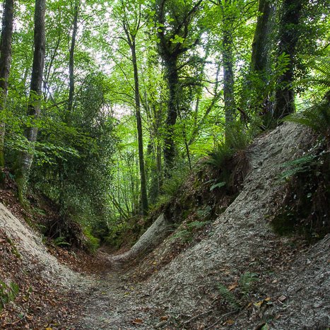 <strong>Plouer-sur-Rance, le chemin creux</strong> <small>© Michel FLEURY</small>