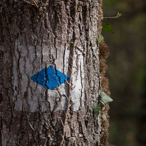 <strong>Coëtquen, marque forestière #1</strong> <small>© Michel FLEURY</small>