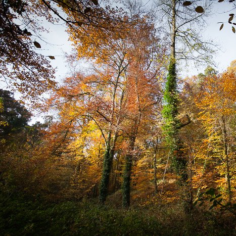 Couleurs d'automne à Pleudihen © Michel FLEURY <strong>Couleurs d'automne à Pleudihen</strong> <small>© Michel FLEURY</small>